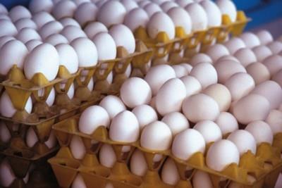 توزیع تخم مرغ با قیمت مصوب دولتی در چهارمحال و بختیاری