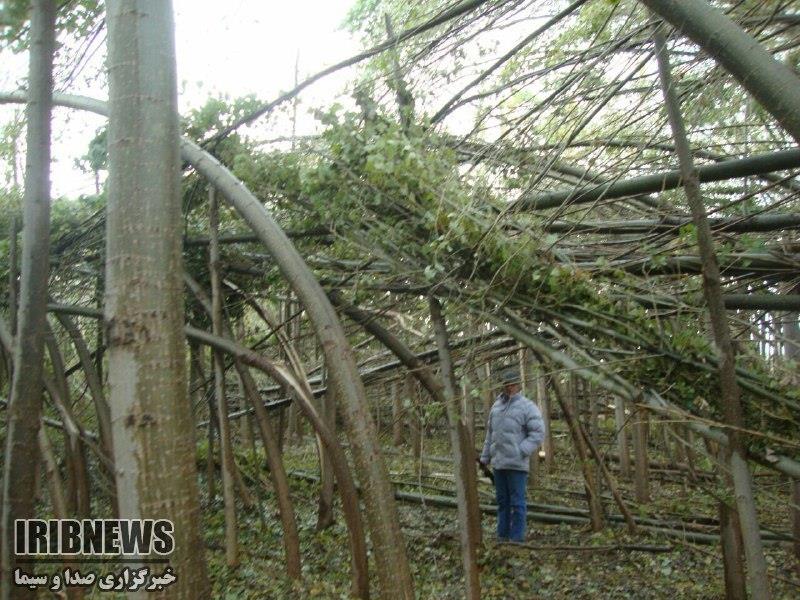 خسارت 17 میلیارد ریالی سرمازدگی و تندباد در چالدران
