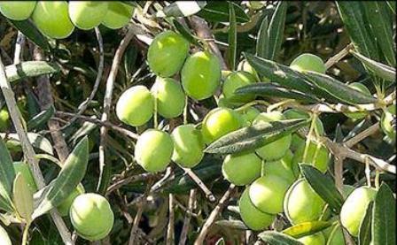 شوری خاک و کم آبی، باغات زیتون کشور را تحت تاثیر خود قرار داده است