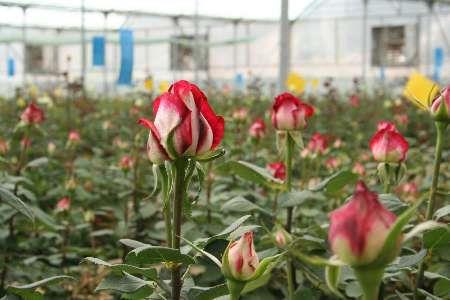 تولید بیش از 17میلیون گل های شاخه بریده در استان یزد