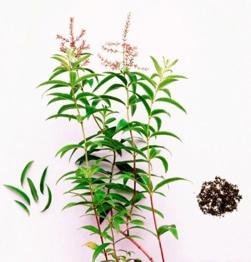 برگزاری کارگاه آموزشی آشنايي با گياه دارويي به ليمو