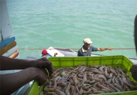 صید میگو در آبهای استان بوشهر پایان یافت