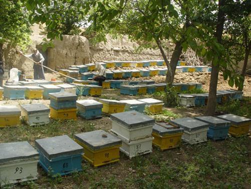 رهاسازی 900 هزار زنبور تریکوگراما در باغات انار شهرستان کاشمر