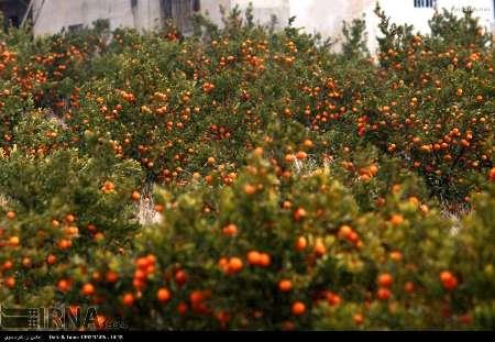 آبیاری نامنظم سبب ترکیدگی میوه می شود