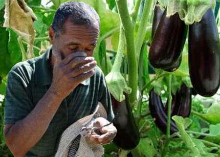 دسترنج کشاورزان رودان هرمزگان زیر پای دلال ها