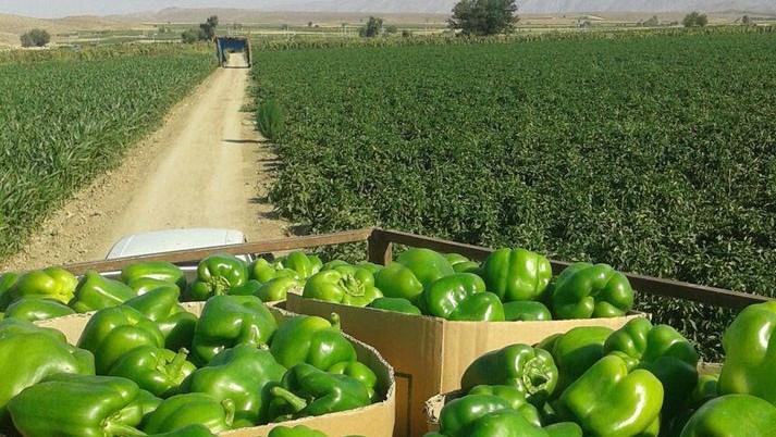 آغاز برداشت فلفل دلمه ای سبز از اراضی شهرستان دره شهر