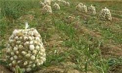 مصرف 115 میلیارد مترمکعب از آب‌ زیرزمینی/ فعالیت 300 هزار حلقه چاه غیرمجاز در کشور