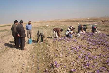 برداشت طلای سرخ در فاروج شروع شد