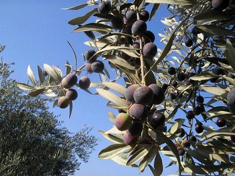 استحصال 900 تن روغن زیتون در طارم/ سهم 25 درصدی در تأمین روغن زیتون کشور