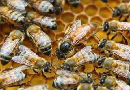 آغاز طرح توزیع ملکه زنبور عسل در استان تهران