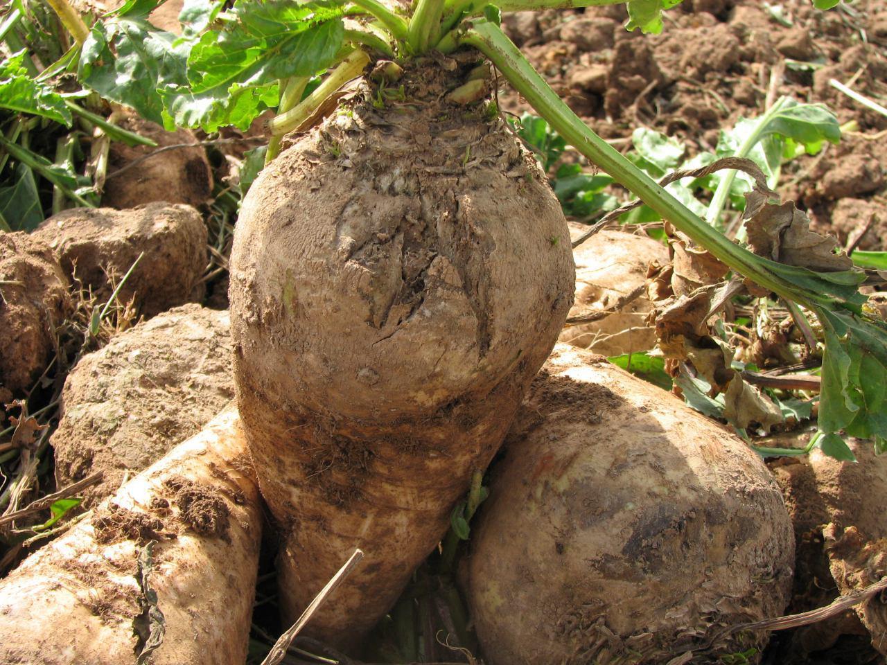 برداشت 52 هزار تن چغندر قند از اراضی شهرستان البرز