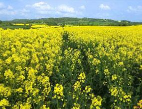 واردات یک‎میلیون و 400 هزار تن روغن به کشور