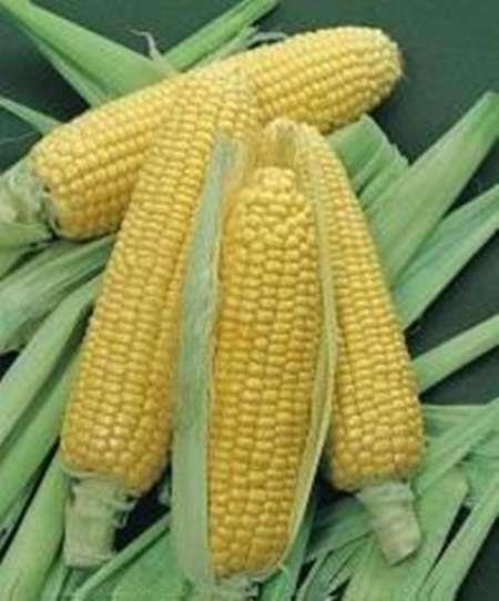 23 هزار تن ذرت دانه ‎ای جنوب کرمان در بازار بورس عرضه شد