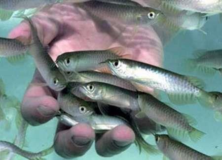 20 میلیون قطعه بچه ماهی در همدان تولید شد