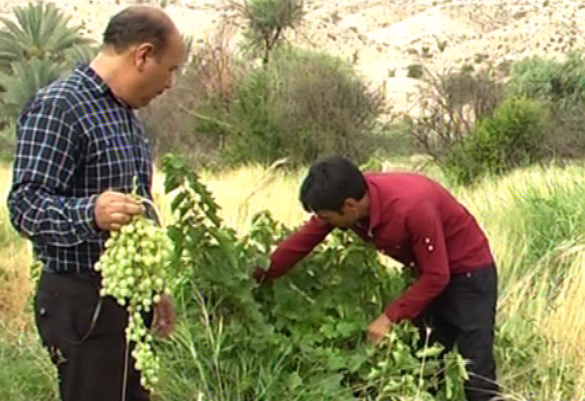 آغاز برداشت انگور از مزارع بخش ارم دشتستان + فیلم