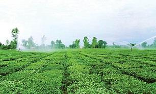 توقف بارگذاری مصرف جدید در بخش کشاورزی برخی استان ها