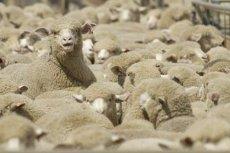 تلاش استرالیا برای ورود به بازار گوشت ایران با صادرات گوسفند