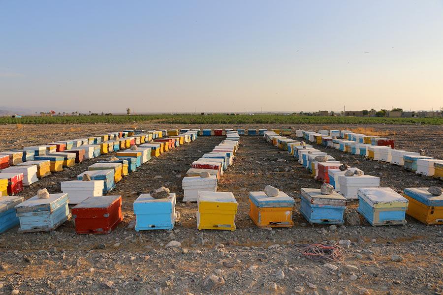 آغاز فعالیت زنبورداران در هشتبندی