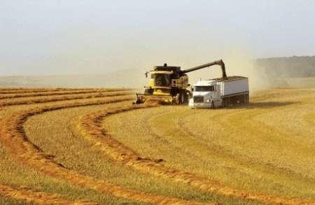 افزایش میزان برآورد محصول گندم اروپا