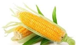 عرضه گواهی سپرده ذرت 12 انبار خوزستان در روز شنبه