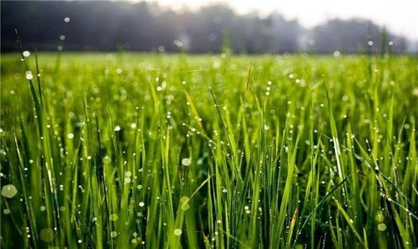 توصیه های هواشناسی کشاورزی برای آخر هفته جاری و ابتدای هفته آینده