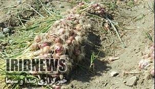آغاز برداشت پیاز ازمزارع  چهارمحال و بختیاری