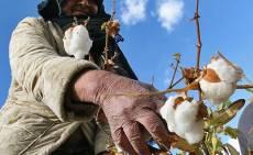 استقبال از ابتکار عمل تعاون روستایی برای پمپاژ پول از طریق چرخه خرید تضمینی تخم پنبه