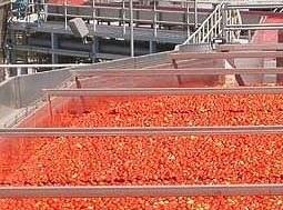 صادرات بیش از یک هزار تن رب گوجه فرنگی زنجان به عراق و روسیه