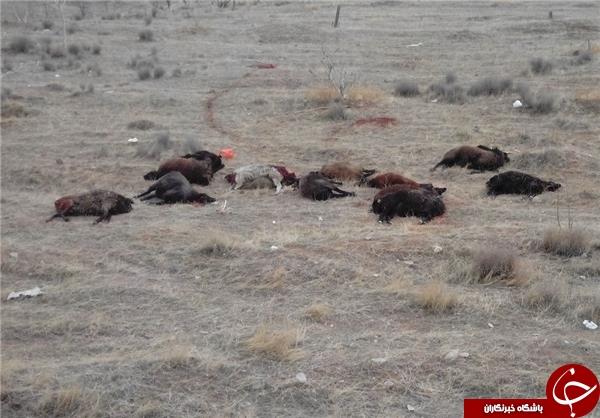 امنیت جانی شهروندان تهرانی در خطر است!