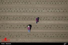 خشکسالی مزارع در کالیفرنیا