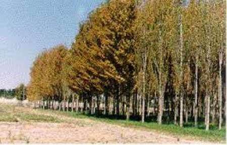 طرح زراعت چوب در سطح 18 هکتار از اراضی خراسان شمالی اجرا شد