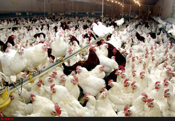 صادرات به قطر همچنان در مرحله بررسی است/ جوجه یکروزه و کاهش قیمت مرغ، دو عامل ورشکستگی مرغداران