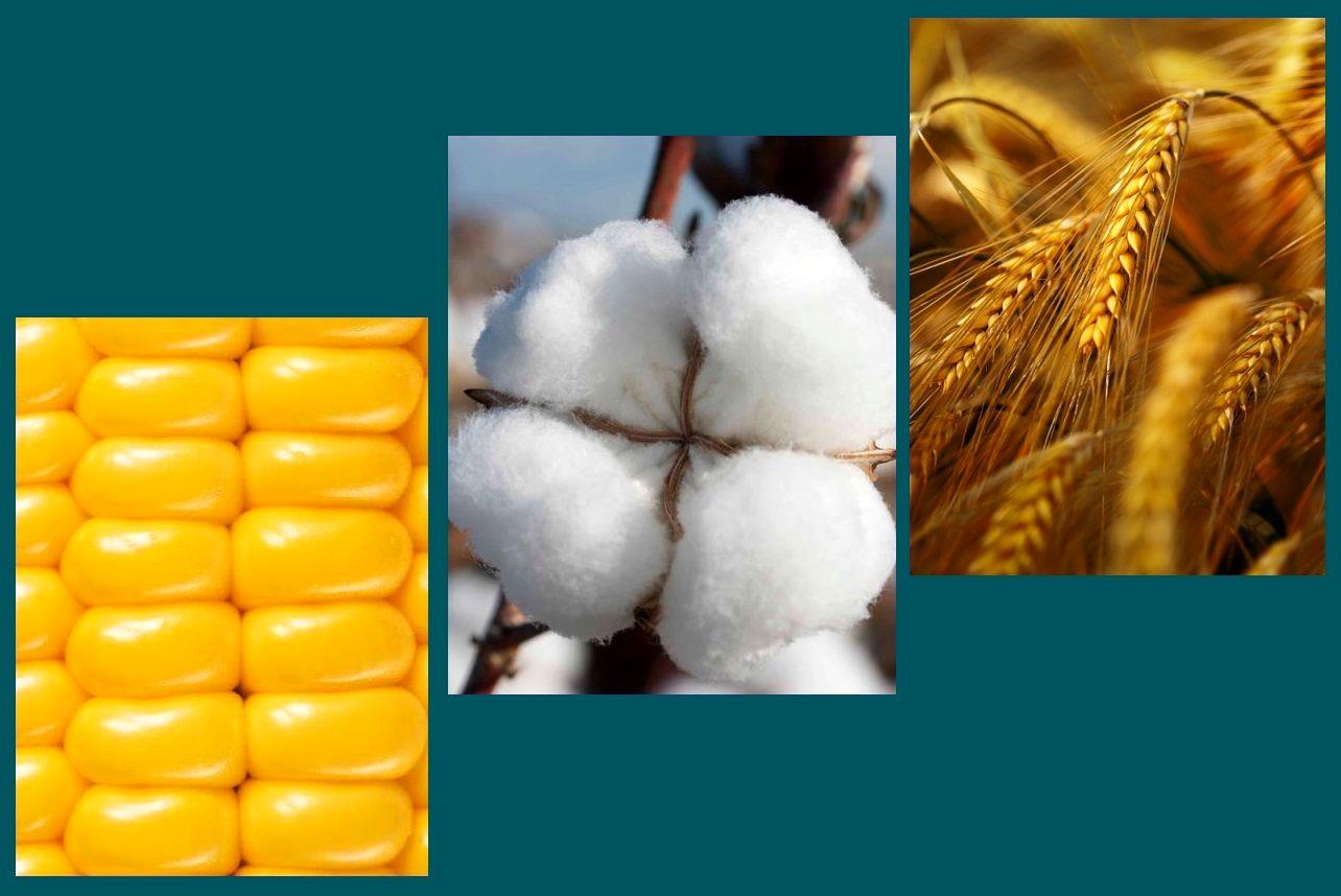قیمت خرید تضمینی ذرت، جو و پنبه (وش) برای سال زراعی 96 - 95