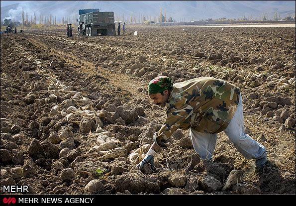 کشاورزی حفاظتی به بهبود الگوی کشت در استان همدان کمک می‌کند