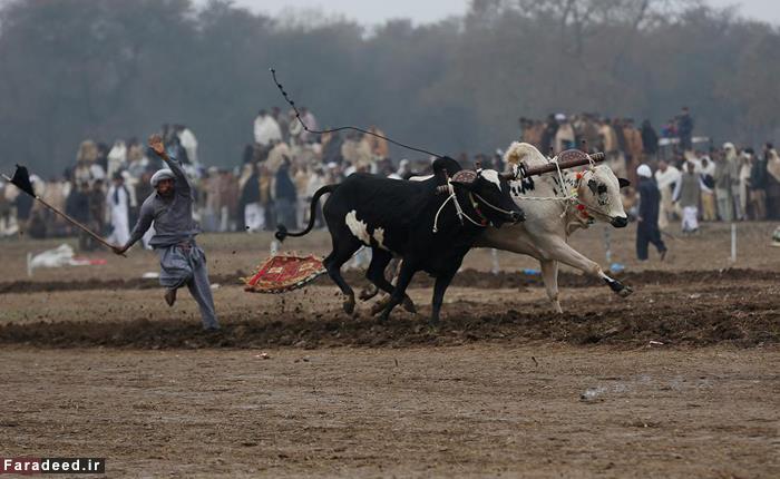 مسابقه اسکی با گاو+تصاویر