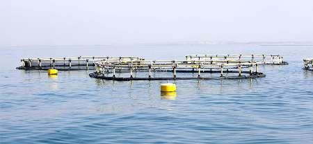 استقرار 72 قفس پرورش ماهی قزل آلا در محدوده ساحلی مازندران