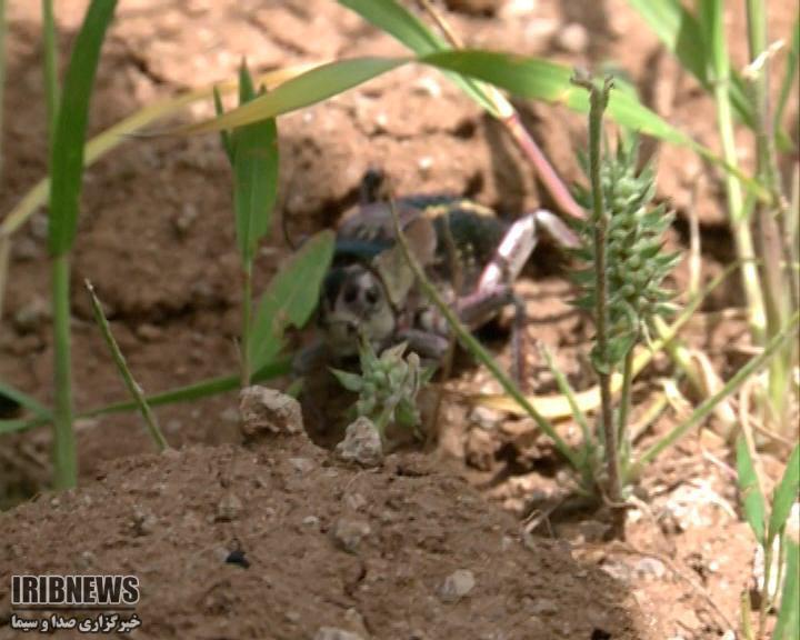 هجوم ملخ ها به اراضی کشاورزی مهاباد