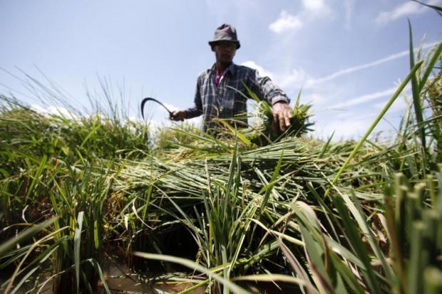 حرکت به سوی کشاورزی یکپارچه و توسعه پایدار