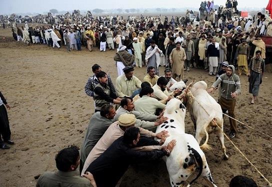 مراسم عجیب اسکی با حیوانات پاکستان+ تصاویر