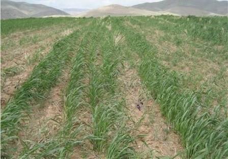 کشاورزان خوزستانی دیگر تحمل ممنوعیت کشت و زیان را ندارند