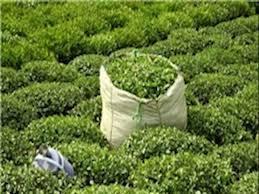 پرداخت ۳۷ درصد بهای خرید تضمینی چای به کشاورزان/ عبور از رکورد تولید سال ۹۱ چای