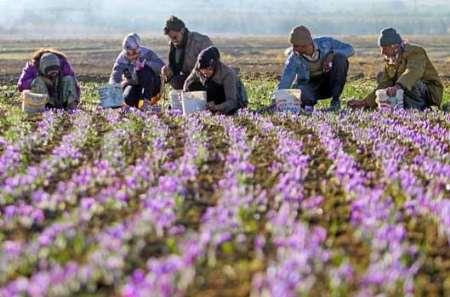 آغاز برداشت زعفران در نطنز