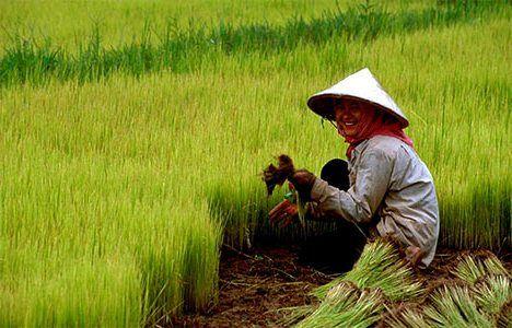 کشاورزان چین به روش کشت کشاورزی سبز روی می‌آورند