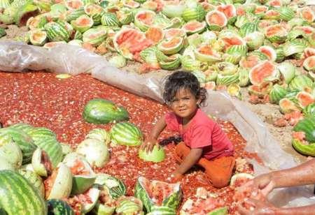 رونق کشت هندوانه بذری برای کسب درآمد بیشتر در خراسان شمالی