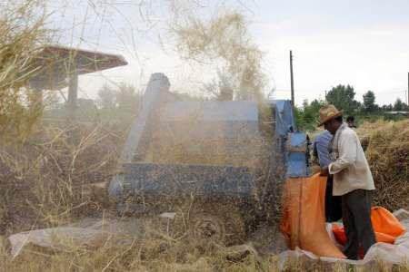 نرخ تبدیل شلتوک به برنج سفید در گیلان اعلام شد