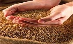 پیگیری وزارت جهاد کشاورزی و اقدام سازمان حمایت؛ با گران فروشان گندم برخورد میشود