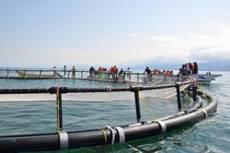 تولید 3000 تن آبزی به روش پرورش در قفس تا پایان سال/ پروژه بین ایران و فرانسه در حال پیشروی است