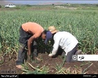 آغاز کشت سیر در طارم استان زنجان
