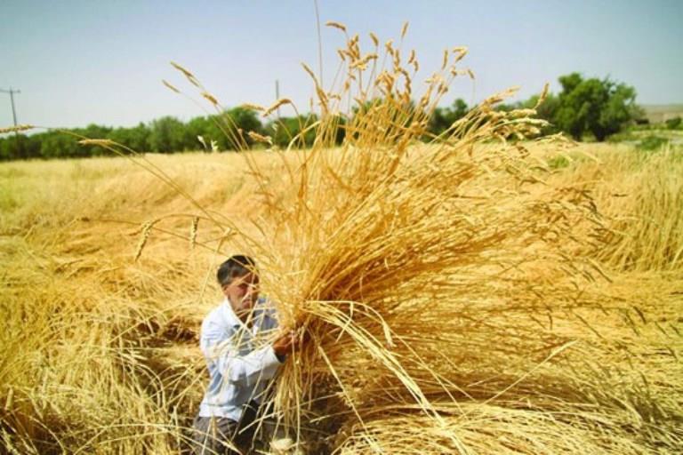 رییس کمیسیون کشاورزی اتاق تهران: خرید گندم توسط بخش خصوصی صورت گیرد