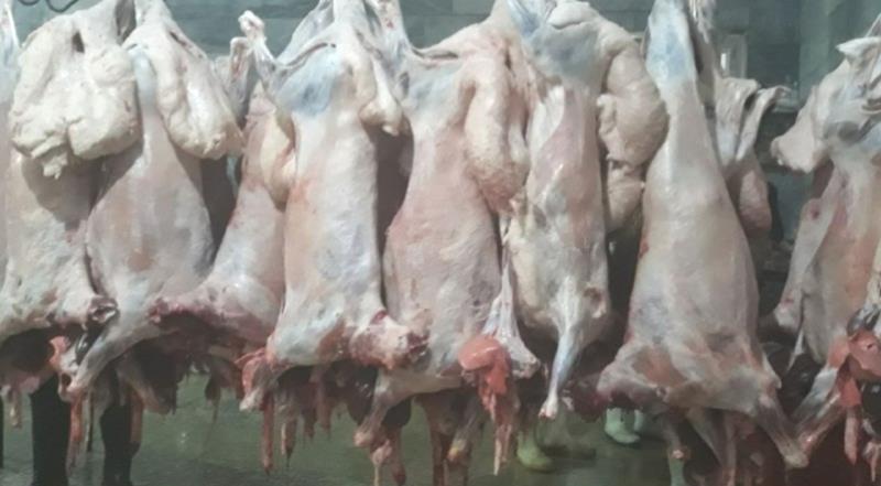 گوشت گوسفندان قاچاق بین خانواده های نیازمند دهلرانی توزیع شد